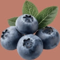 Blaubeeren – Luftli