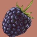 Brombeere – Luftli